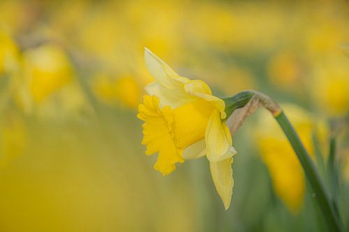 Narzisse in einem Blumenbeet