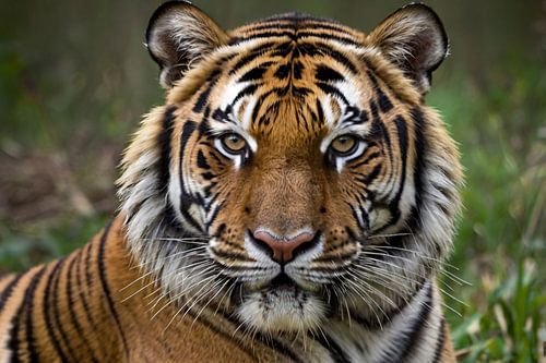 Close-up van prachtige tijger