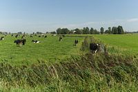 Friese landschap met koeien in de weide