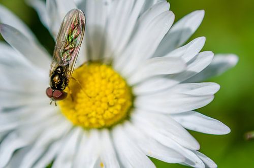 Schwebfliege auf einem Gänseblümchen von Jorick van Gorp