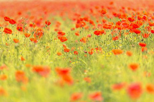 Mohnblumen rot