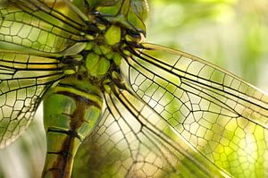 Libelle