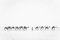Kamelenkaravaan over een zoutvlakte | Ethiopië van Photolovers reisfotografie thumbnail