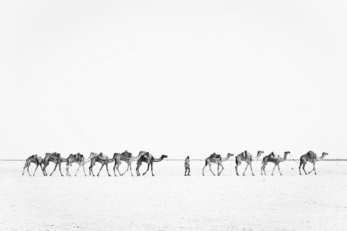 Caravane de chameaux dans une plaine salée en Éthiopie.