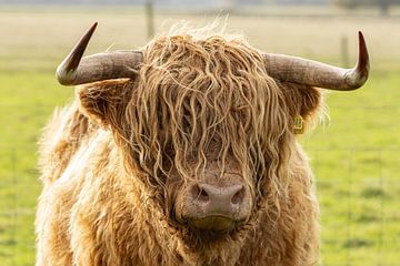 Portrait d'un taureau écossais des Highlands sur KB Design & Photography (Karen Brouwer)