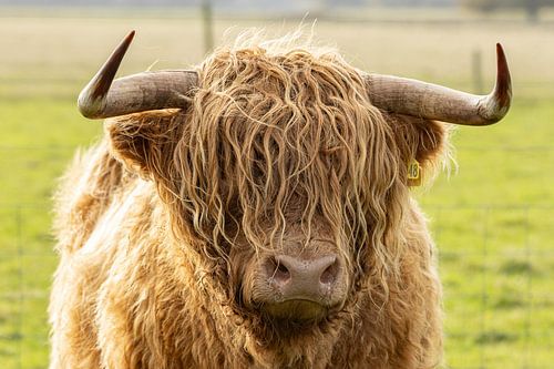Portret van schotse hooglander stier