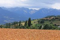 Graan veld 