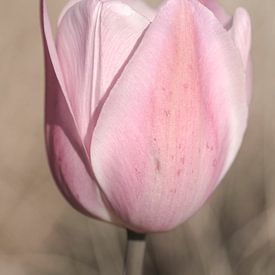 Tulpe. Zartes Rosa. von Alie Ekkelenkamp