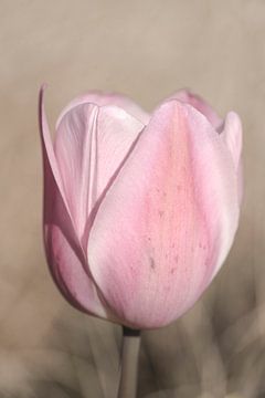 Tulp. Zacht roze. van Alie Ekkelenkamp