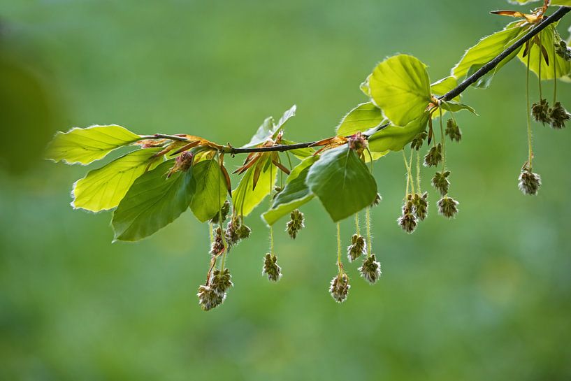Hanging hairy male flowers and young leaves on a branch of a bee by Maren Winter