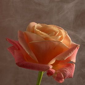 Liebevolle Geste: Rose mit dem Kopf in den Wolken von Marjolijn van den Berg