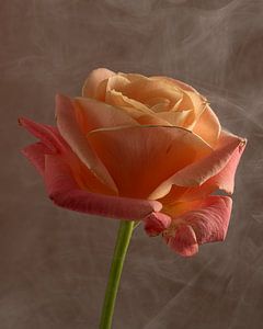 Liebevolle Geste: Rose mit dem Kopf in den Wolken