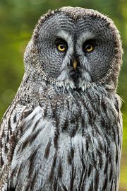 Lapland owl by Rando Kromkamp Natuurfotograaf