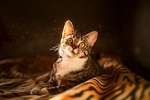 Schattige kitten tijdens het gouden uur van Felicity Berkleef