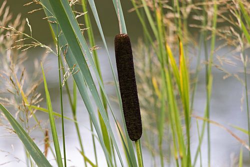 Diverse grassen en lisdodden langs de Donau