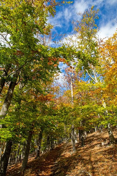 Goldener Oktober - Indian Summer von t.ART