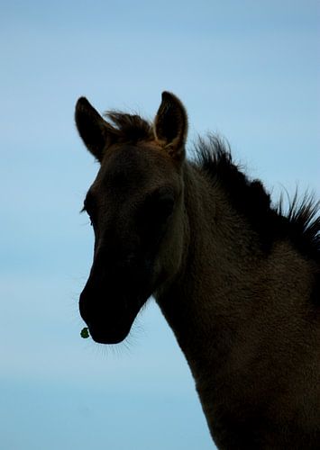 Silhouette van een konik paard