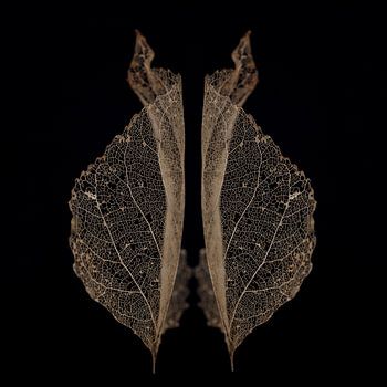 Wings of Skeleton Leaf