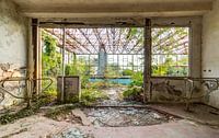Une piscine abandonnée reprise par la nature