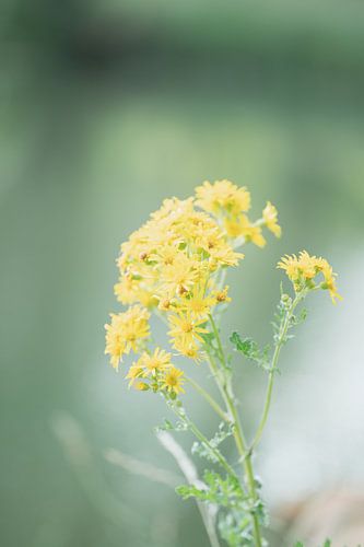 Spring flowers in nature in the Netherlands