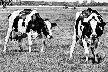Schwarze und weiße Kühe auf der Wiese