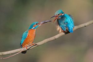 IJsvogel - Verleiding van IJsvogels.nl - Corné van Oosterhout