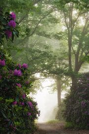 Die nebligen Rhododendren II
