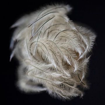 Clematis - Macro photo of a dried-up clematis. by Karin Bakker Fotografie