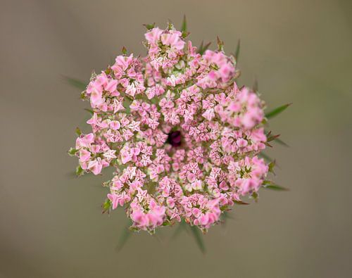 Bloeiende WIlde peen