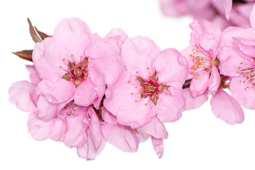 Pink peach blossoms by ManfredFotos