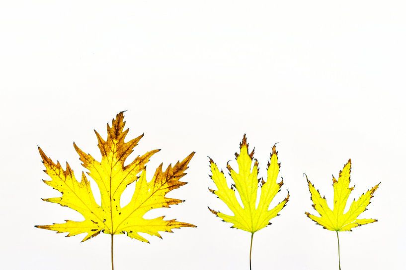 Feuilles d'automne colorées sur fond blanc par Carola Schellekens