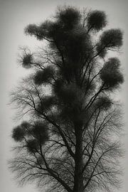 Mistelzweig von Bert Quaedvlieg