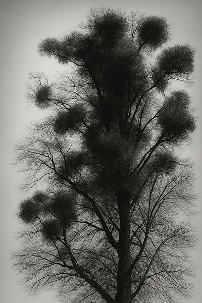 Mistelzweig von Bert Quaedvlieg