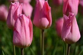 Pink tulips by Ulrike Leone