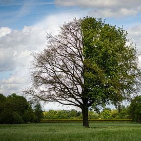 Baum zu verschiedenen Jahreszeiten von PvdH Fotografie