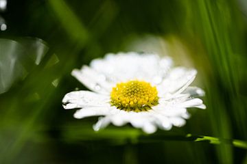 Daisy flower blossom von shot.by alexander