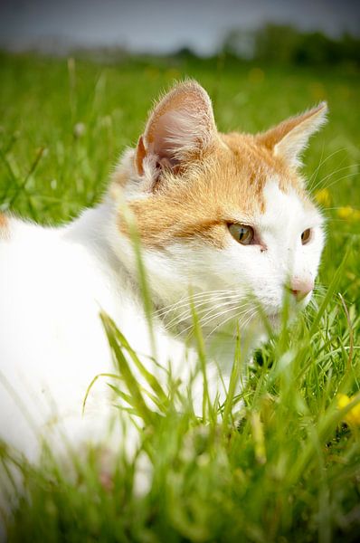 Un chat dans le pré par Joep Rumpf