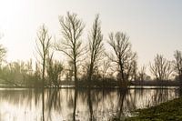 trees by the water