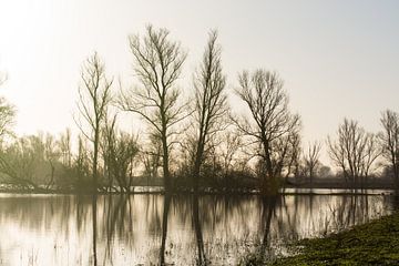 bomen bij het water van Timo Kant