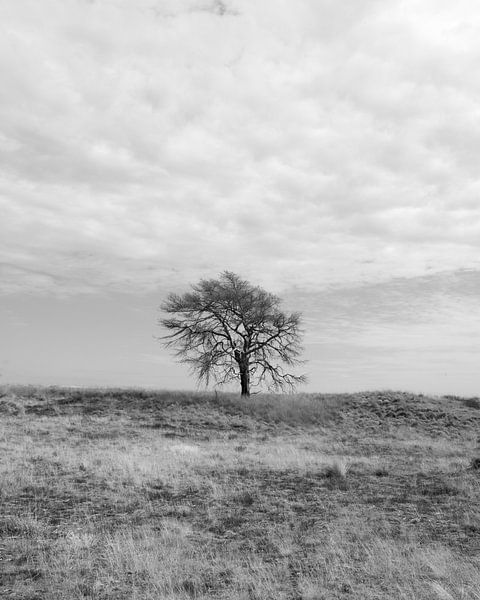 Eenzame boom by Menno Bausch