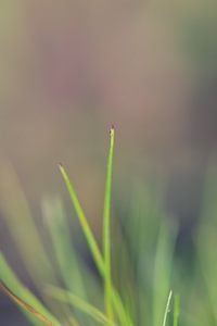 Gras