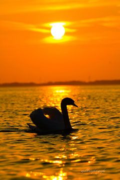 Swan in the setting sun