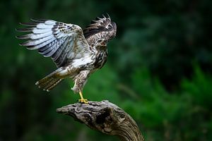 Bussard auf einem Baumstumpf