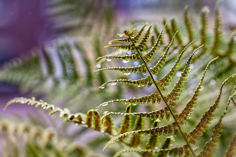 Fern by Rob Boon
