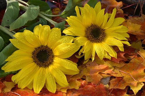 Sunflower flowers in the garden
