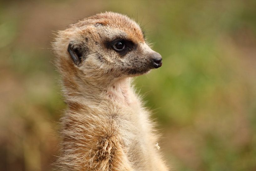 Stokstaartje kijkt om zich heen von Arnold van der Horst