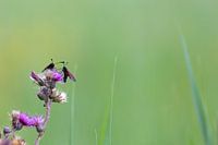 Six-spot burnet on thistle with green background