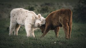 Schottische Hochlandbewohner im Naturschutzgebiet Lentevreugd