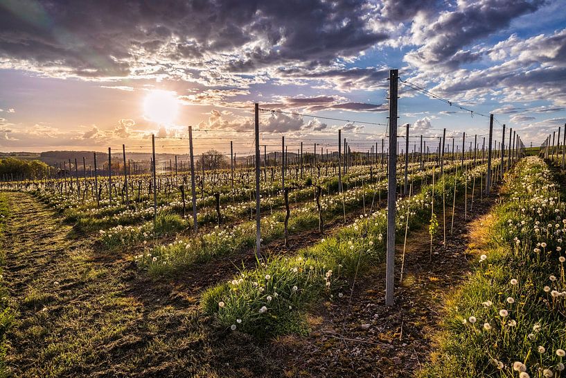 Vignes sur le Fromberg par Rob Boon