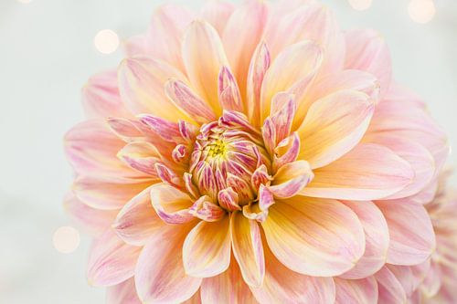 Roze dahlia